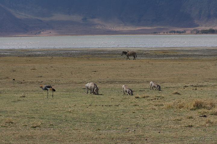 Tanzania_0510.JPG - Ngorongoro-Krater - warthogs