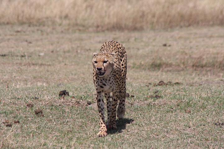 Tanzania_0522.JPG - Ngorongoro-Krater