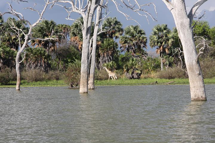 Tanzania_0666.JPG - Selous Game Reserve - Bootsafari