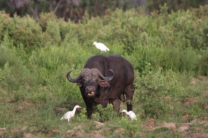 Tanzania_0683.JPG - Selous Game Reserve - Bootsafari
