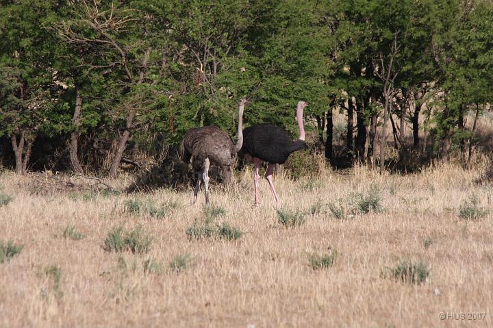 Tanzania_0369.JPG - Serengeti - Strausse